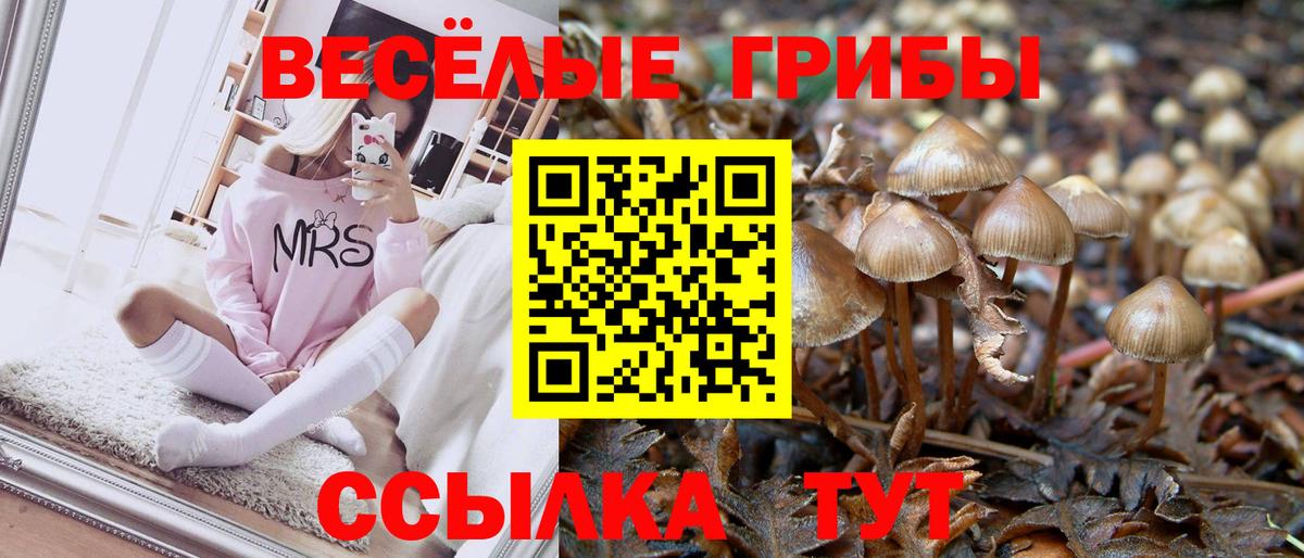 Курчалой  купить наркотик  Вход с VPN  Псилоцибиновые грибы Psilocybine cubensis 